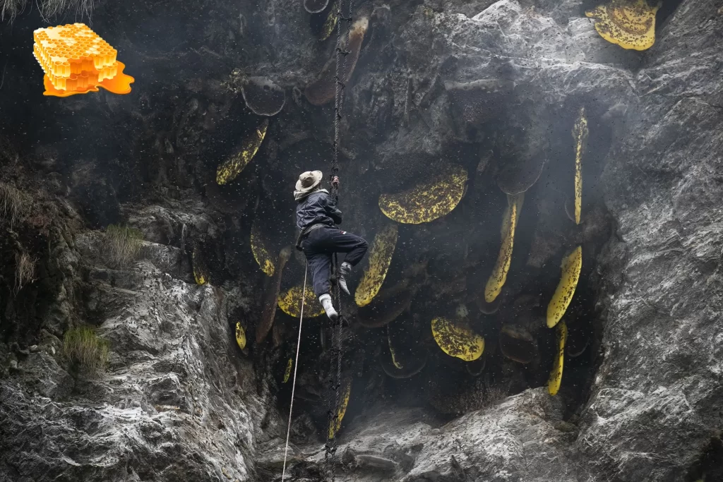 عسل وحشی چیست؟ کشف خواص جادویی طلای مایع طبیعت