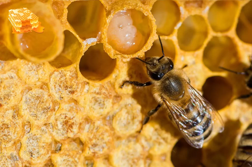 رنگ عسل طبیعی|راز های پنهان رنگ های مختلف عسل