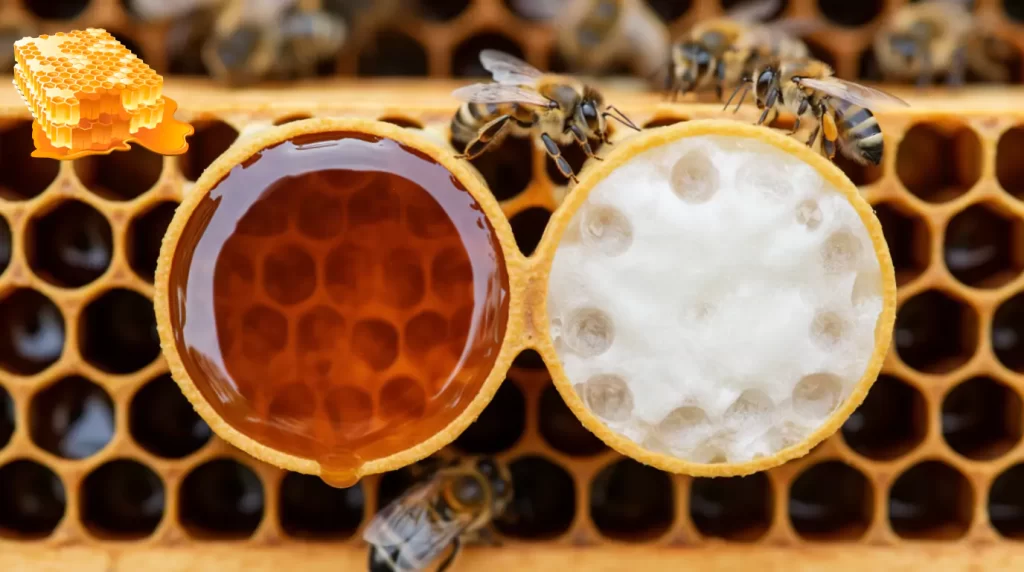 فرق رس بستن و شکرک عسل|راهنمای تشخیص و حفظ کیفیت عسل